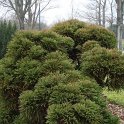 Cryptomeria japonica 'Globosa'